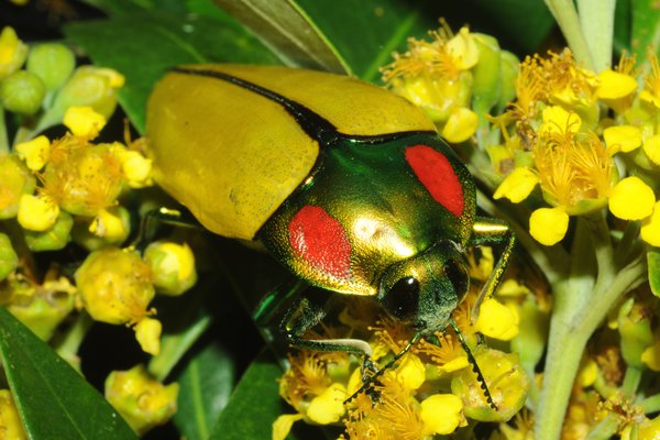 Calodema regale (Buprestidae)
