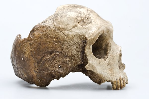 Le Moustier Homo neanderthalensis skull side view