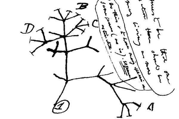 Charles Darwin's first diagram of an evolutionary tree