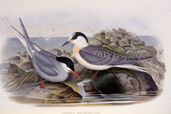 The birds of Great Britain. By John Gould, F.R.S., &c. ...