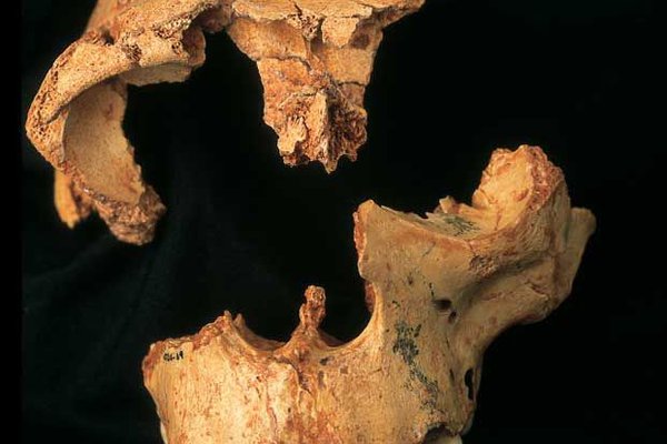 Incomplete skull of a <i>Homo antecessor</i> juvenile from Gran Dolina