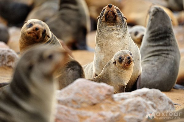 australian fur seals
