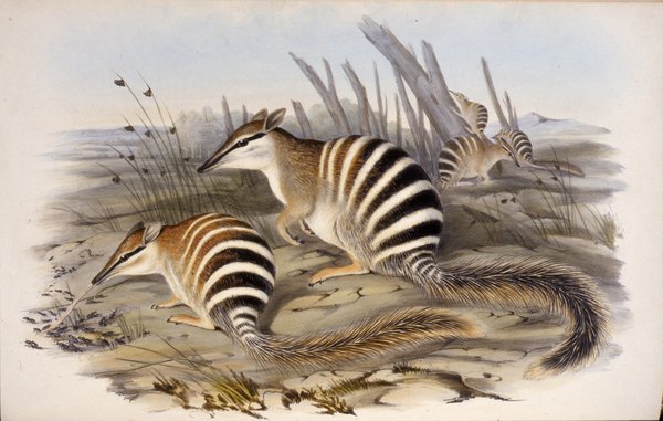 Banded Myrmecobius Myrmecobius fasciatus The Mammals of Australia 1845 to 1863