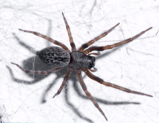 Black House Spider, Badumna sp.
