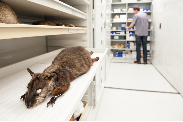Brush tailed wallaby skin specimen