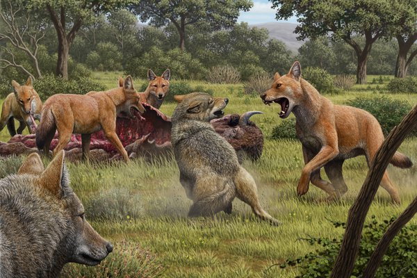 Pack of dire wolves (Canis dirus)