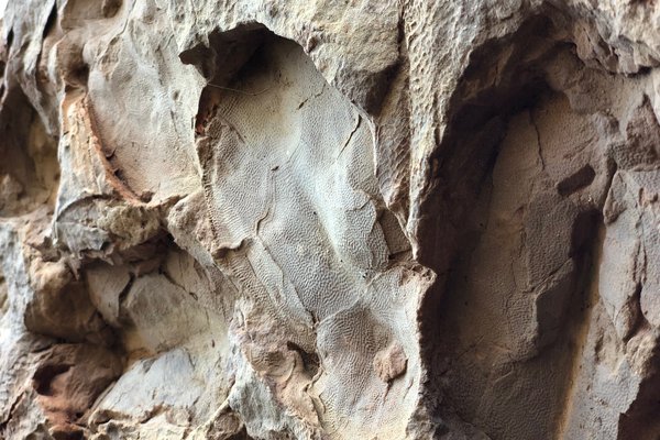 Canowindra Fossils photogrammetry and relocation