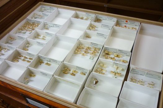 The Scotts' Lepidoptera specimens