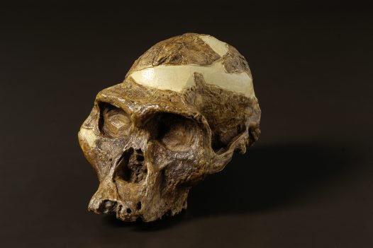 ‘Mrs Ples’ Australopithecus africanus skull
