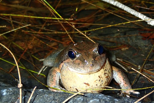 An Eastern Banjo Frog (<i>Limnodynastes dumerilii</i>) calling.