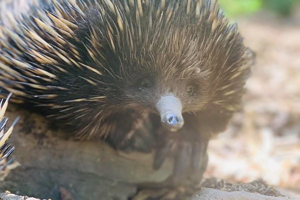 Echidnas from Featherdale Wildlife Park