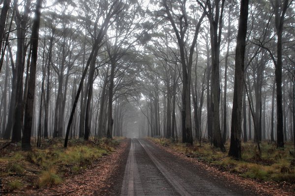A misty morning in the forest at Coolah Tops