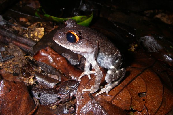 Red-eyed spadefoot toad