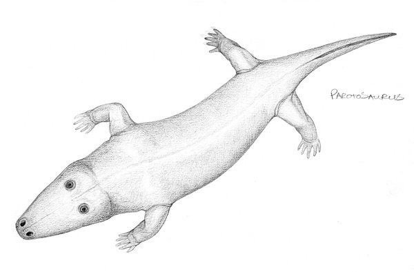 Labyrinthodont amphibian, Parotosaurus wadei