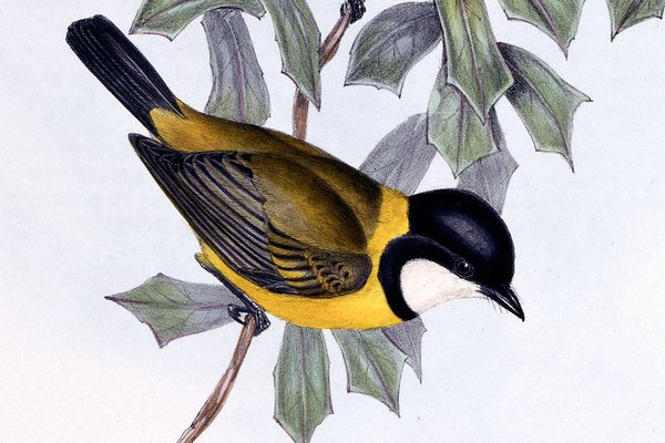 The Birds of Australia: in seven volumes, 02