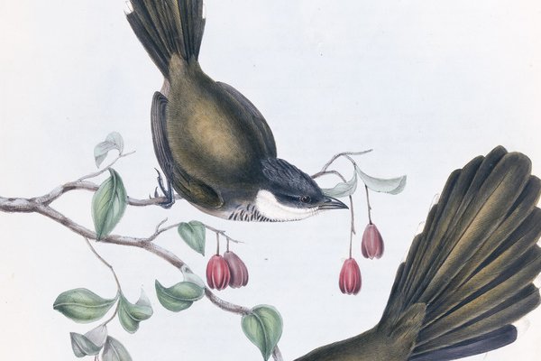 The Birds of Australia: in seven volumes 03