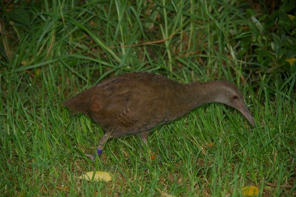 Lord Howe Woodhen with coloured leg-band used to record movements.