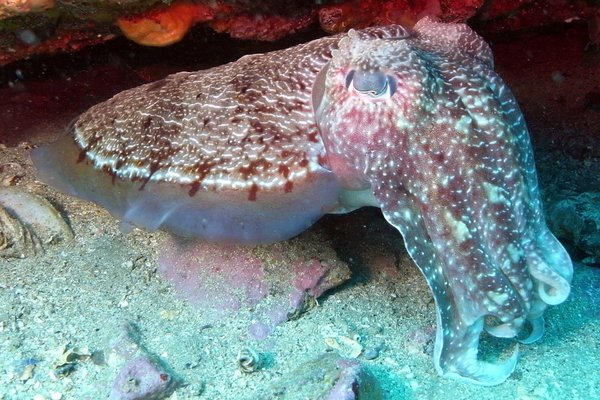 A Giant Australian cuttlefish, Sepia apama.
