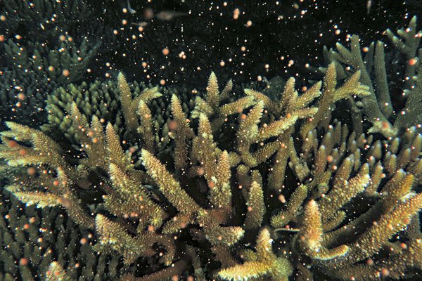 Big coral spawning event in 2022