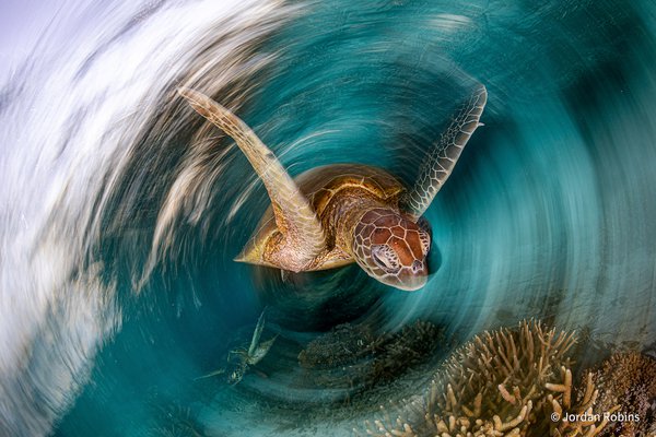 The Turtle Vortex by Jordan Robins, New South Wales