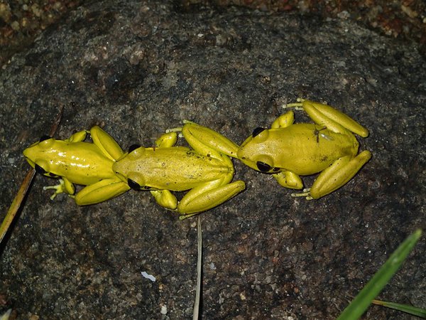 Eastern Stony Creek Frogs