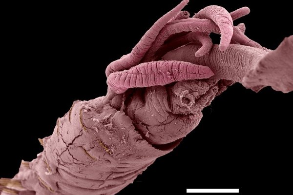 Melinnopsis gardelli anterior end, coloured SEM image. Sue Lindsay at Macquarie University bioimaging lab. Scale bar 1 mm.