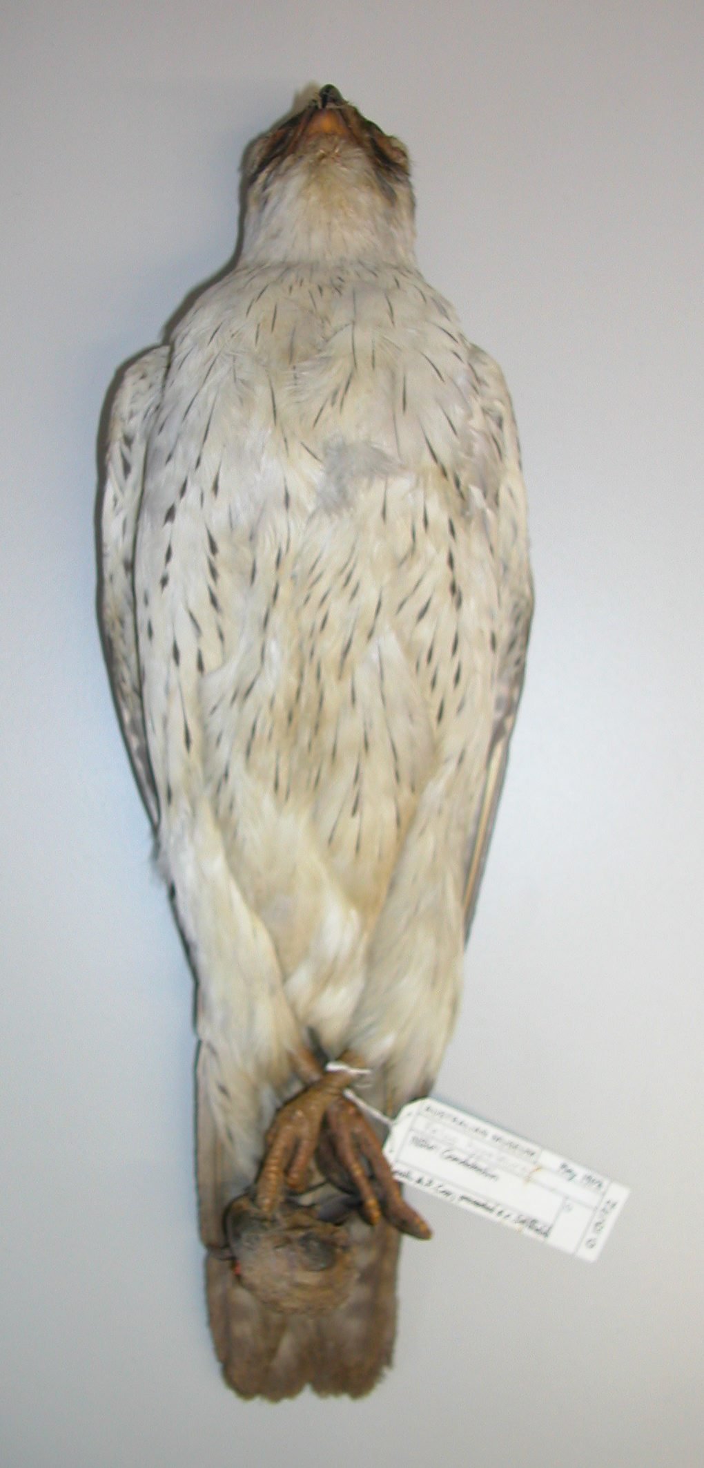 O.13172 Falco hypoleucos and skull of Barnardius zonarius barnardi