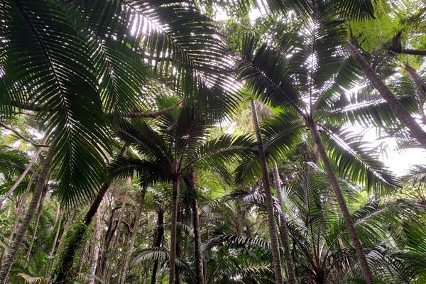 Palm forest on Norfolk Island.