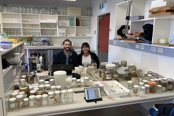 Jeremy Horowitz and Kristina Pahang working on the Australian Museum black coral collection.