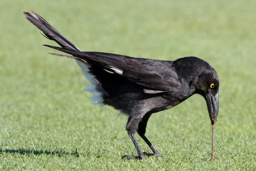 Pied Burrawong eating worm