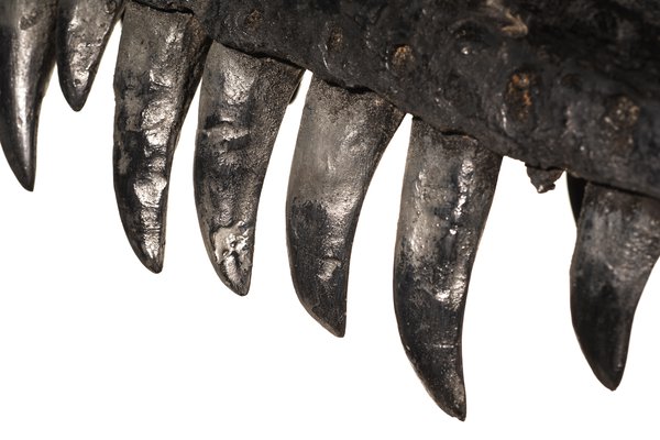 Dinosaur teeth