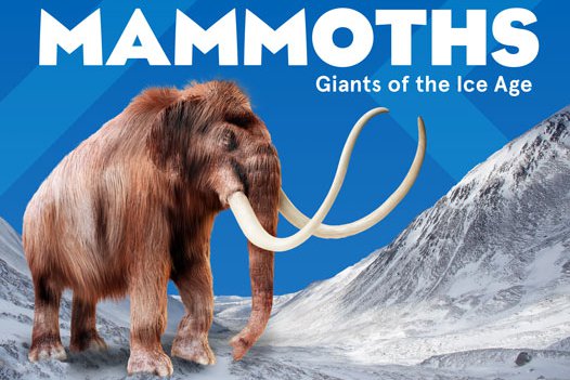 Mammoths Hero
