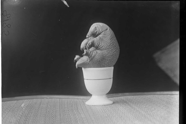 HJ Burrell photo: Echidna in egg-cup
