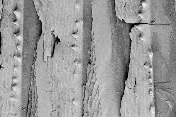Scales of a Thorny Tinselfish, <i>Grammicolepis brachiusculus</i>