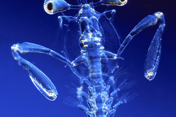 Mantis Shrimp larva