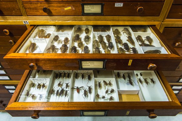 Entomology Collection Area