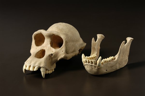 Male Chimpanzee, Pan troglodytes, Skull