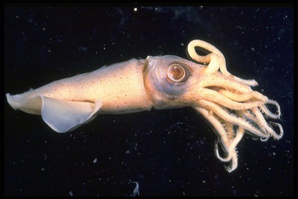 Deepwater squid, Loligo