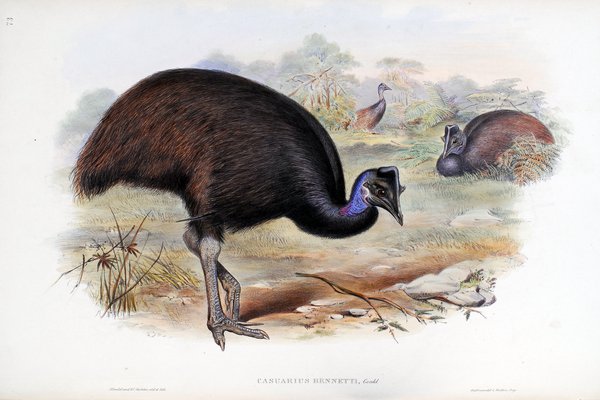 The birds of Australia. Supplement / by John Gould.