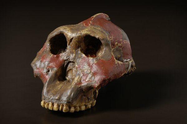 Paranthropus boisei skull