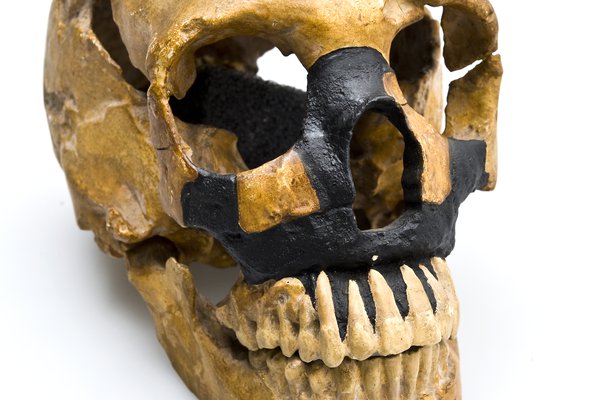 Skull of a Neanderthal youth