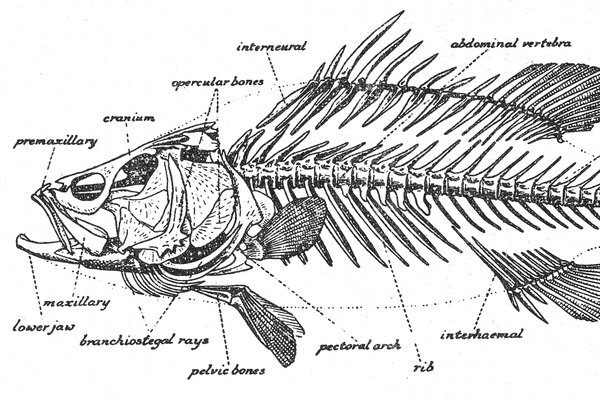 Skeleton of a Nile Perch from Norman, 1947