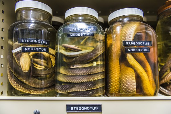 Herpetology Collection Area 2018