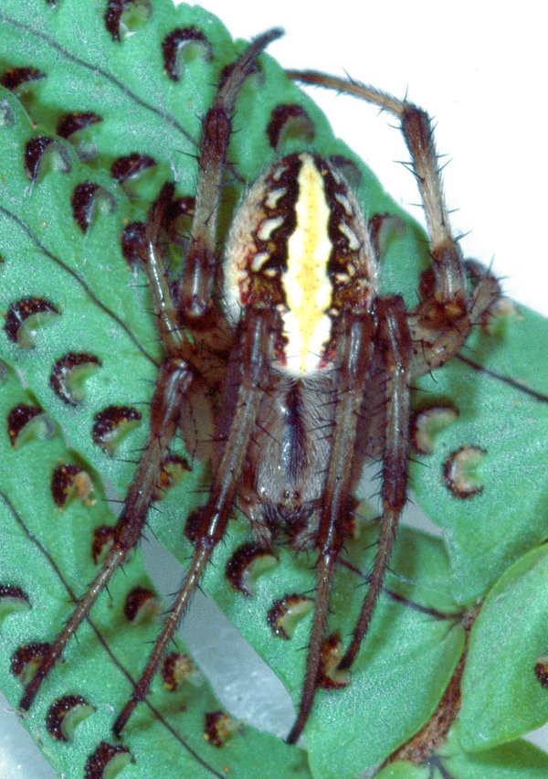 An orb weaver spider