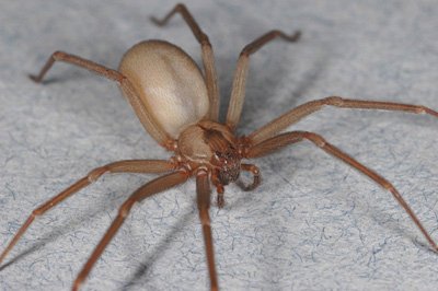 Brown Recluse Spider -UCR