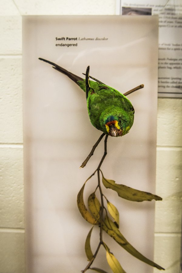 Ornithology Collection Area 2018