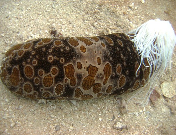 Sea Cucumber Bodadschia