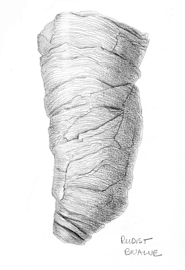 Illustration of Sphaerulites sp
