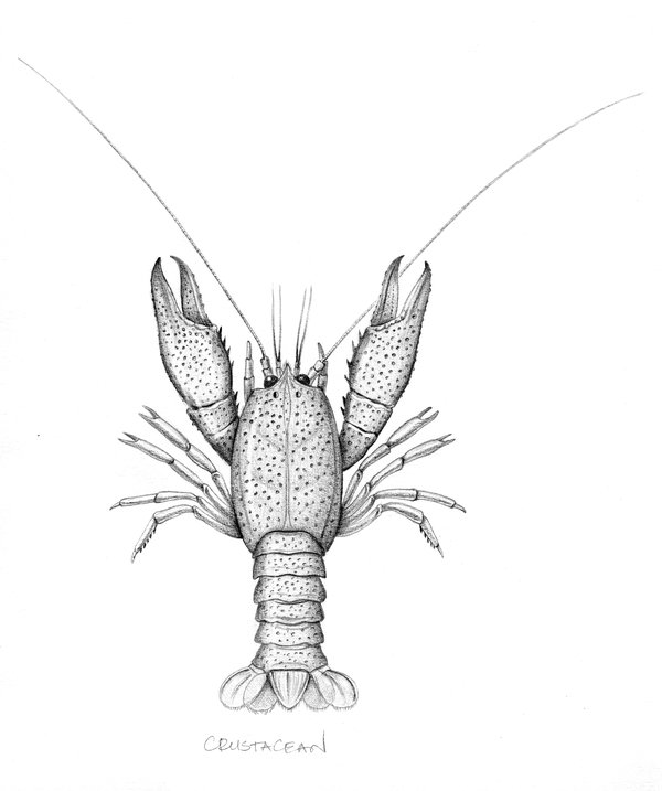 Illustration of eryma modestiformis