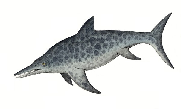 Illustration of ichthyosaur